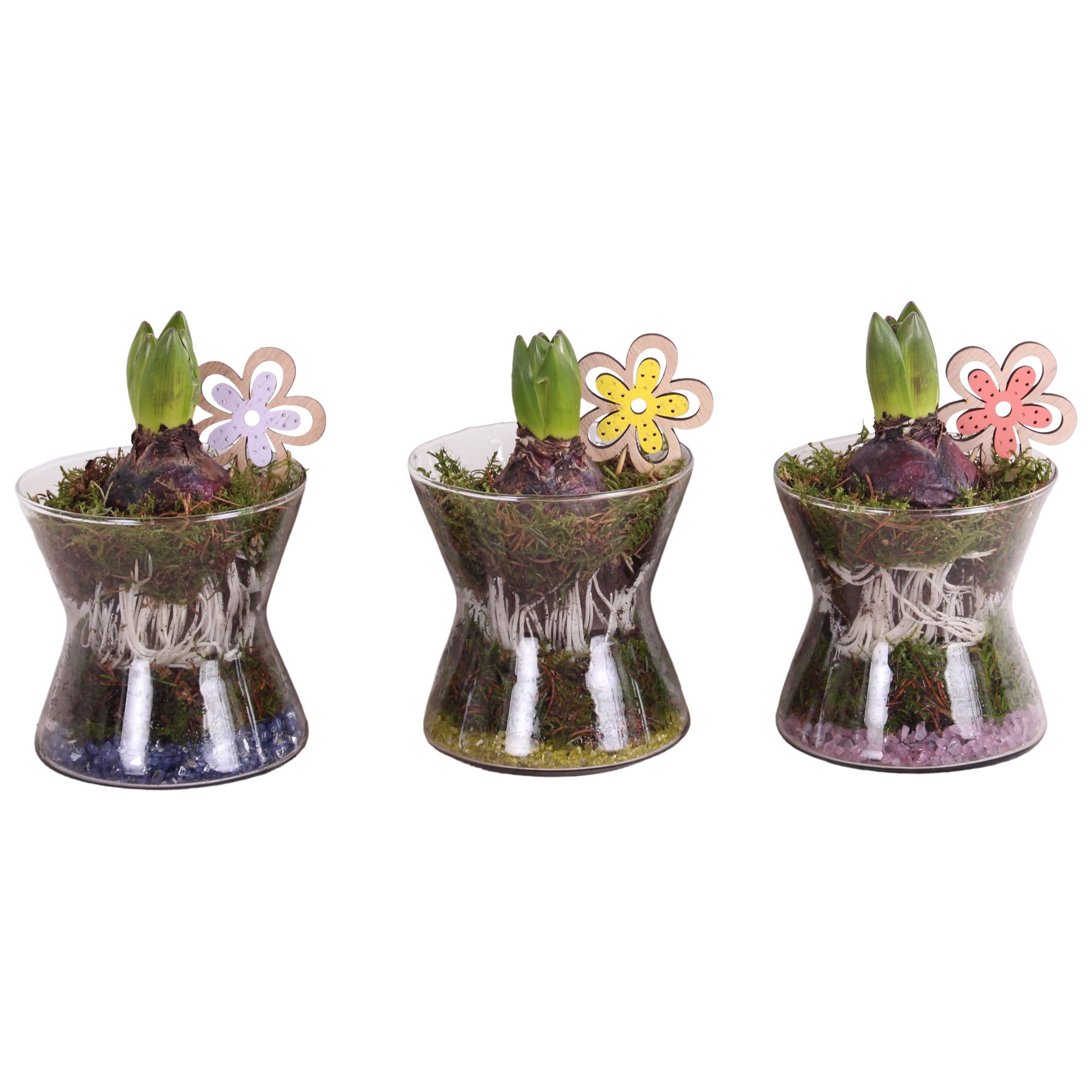 Bulbs Arr. Hyacint Glass Hourglass Ø13cm 1PP, D 13