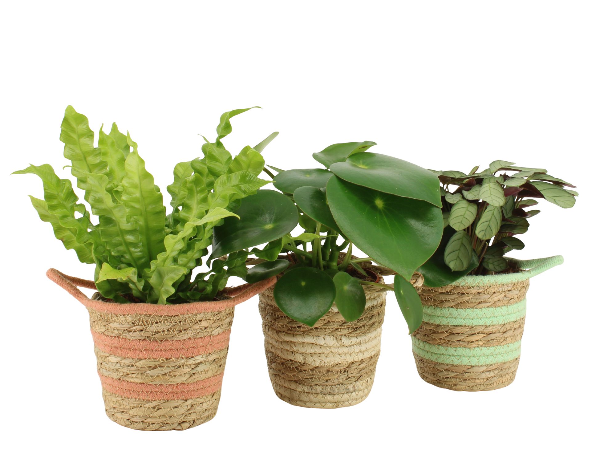 7502551: Solutionss Contradiction, D 12