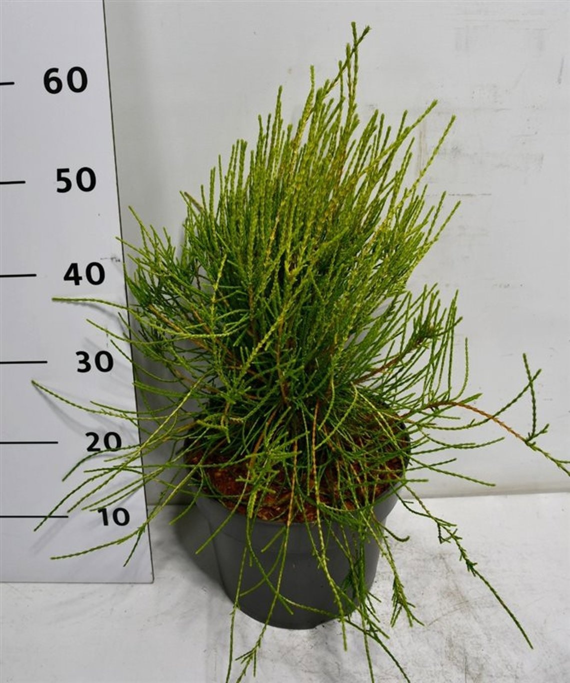 Thuya orientalis 'Franky Boy', D 26