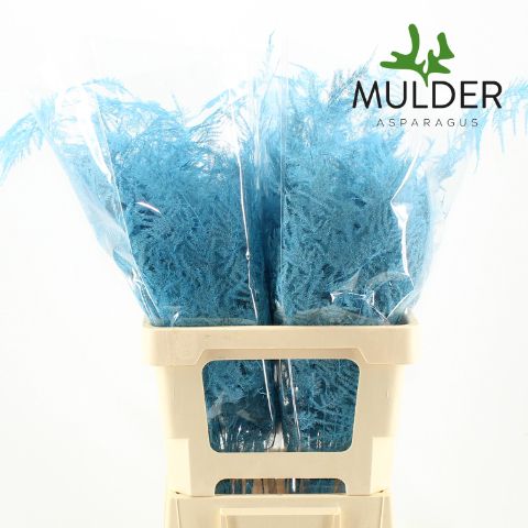 Аспарагус Овериг Крашеный (краш. ) 65, шт.