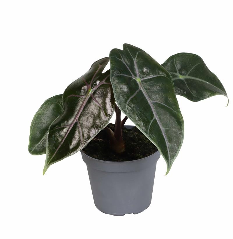 ALOCASIA LONGILOBA 'PURPLE VEIN', D 6 cm