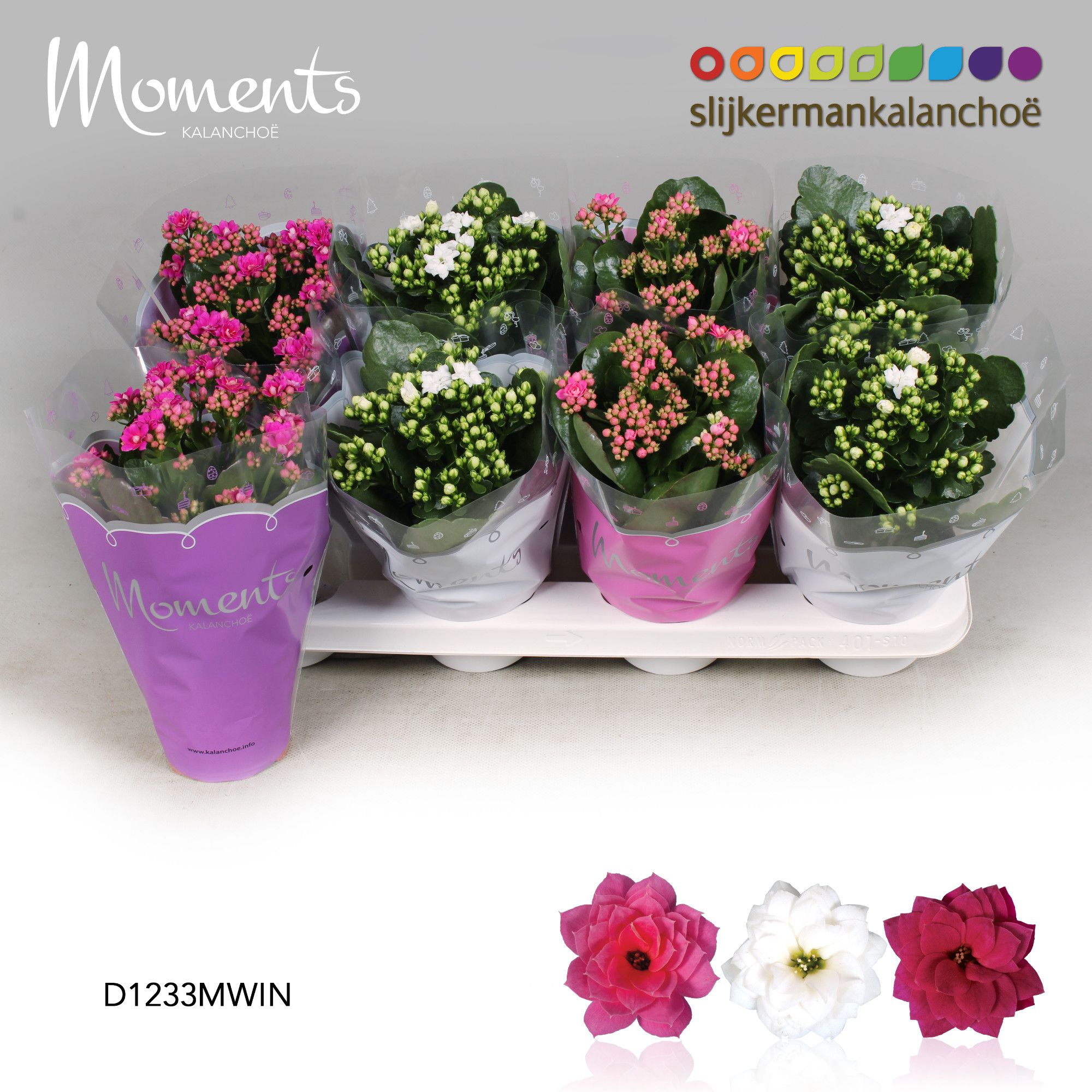 Kalanchoe Moments - Winter Moments, D 12
