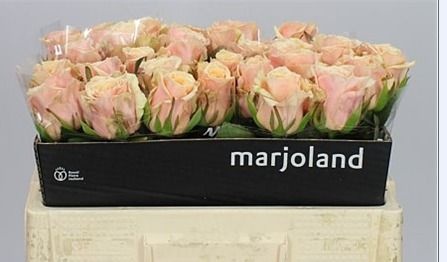 Роза од. Беллини! 50, шт.