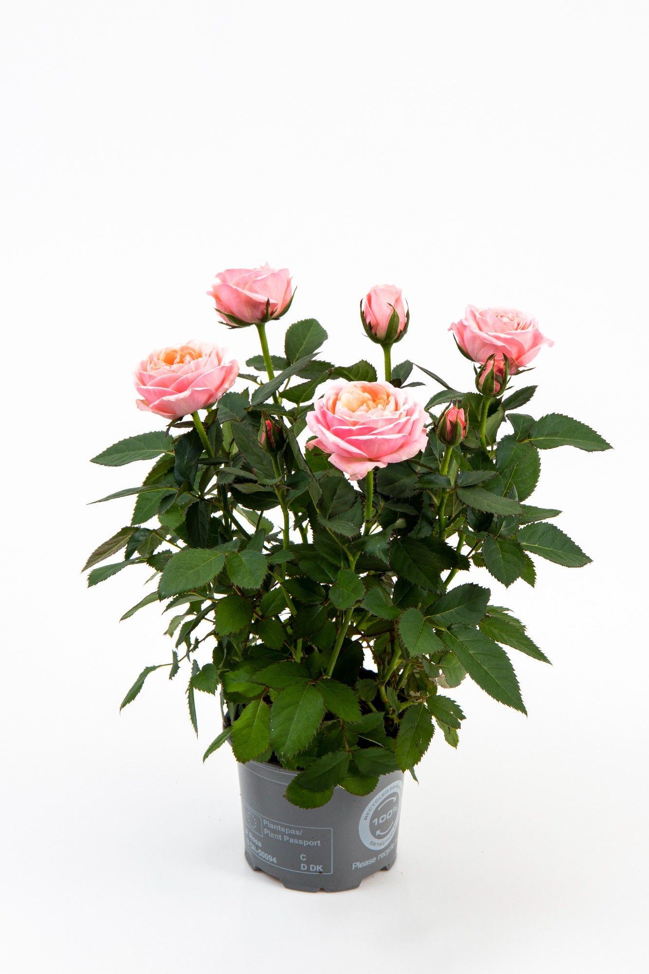 Rosa Kordana Grande Adele, D 10,5