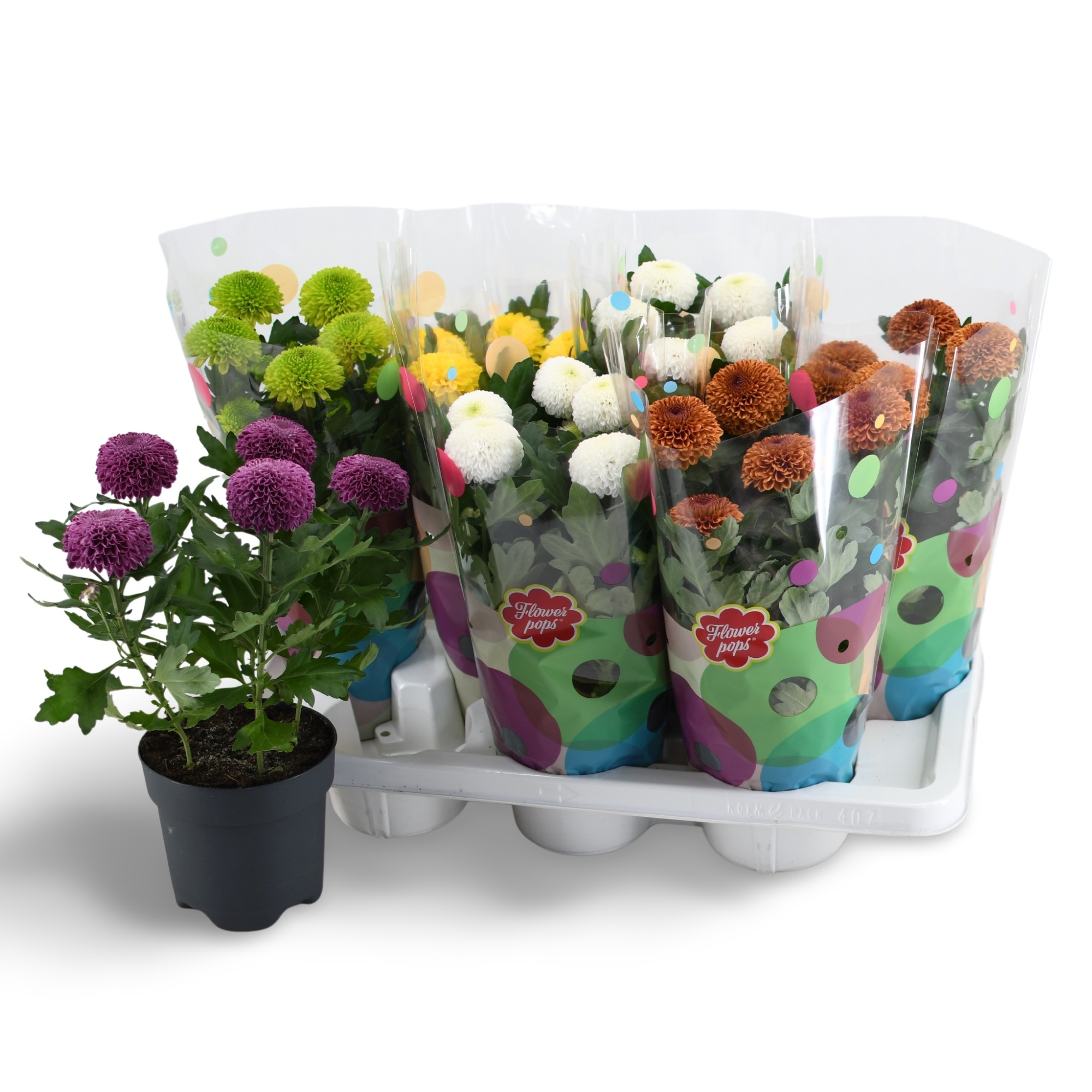 Flowerpops Mono Mix, D 14 cm