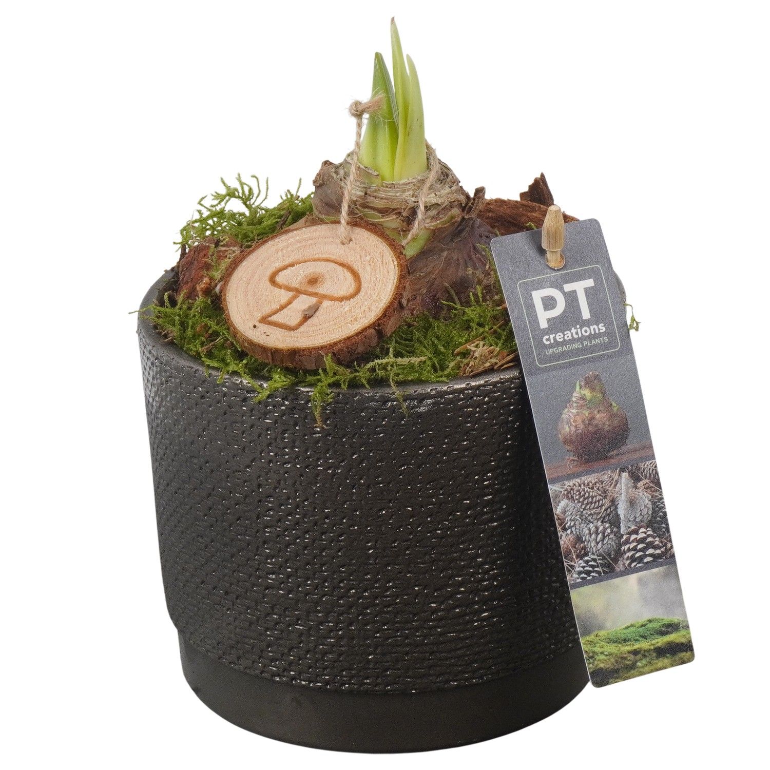 PTAA7509 Arrangement Amaryllis in keramiek pot, D 12 cm