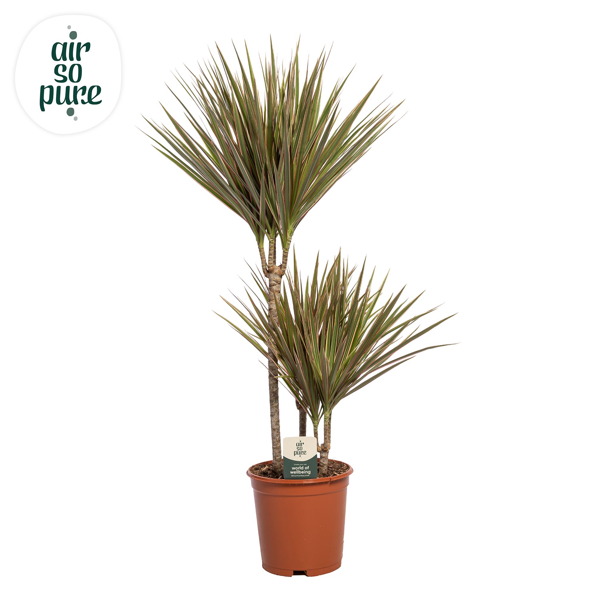 Dracaena Bicolor p21, 45+15+10 (Air so Pure), D 21