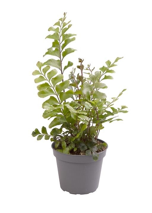 DIDYMOCHLAENA TRUNCATULA, D 6