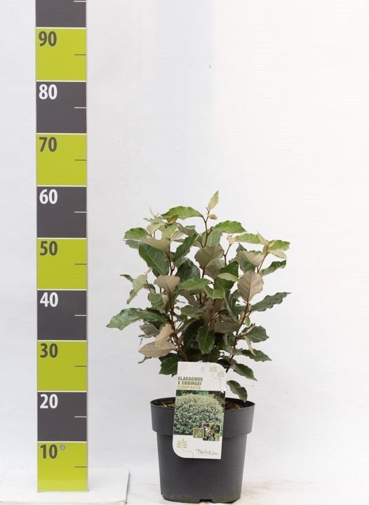 Elaeagnus ebbingei 'Compacta', D 23 cm Elaeagnus ebbingei 'Compacta', D 23 cm