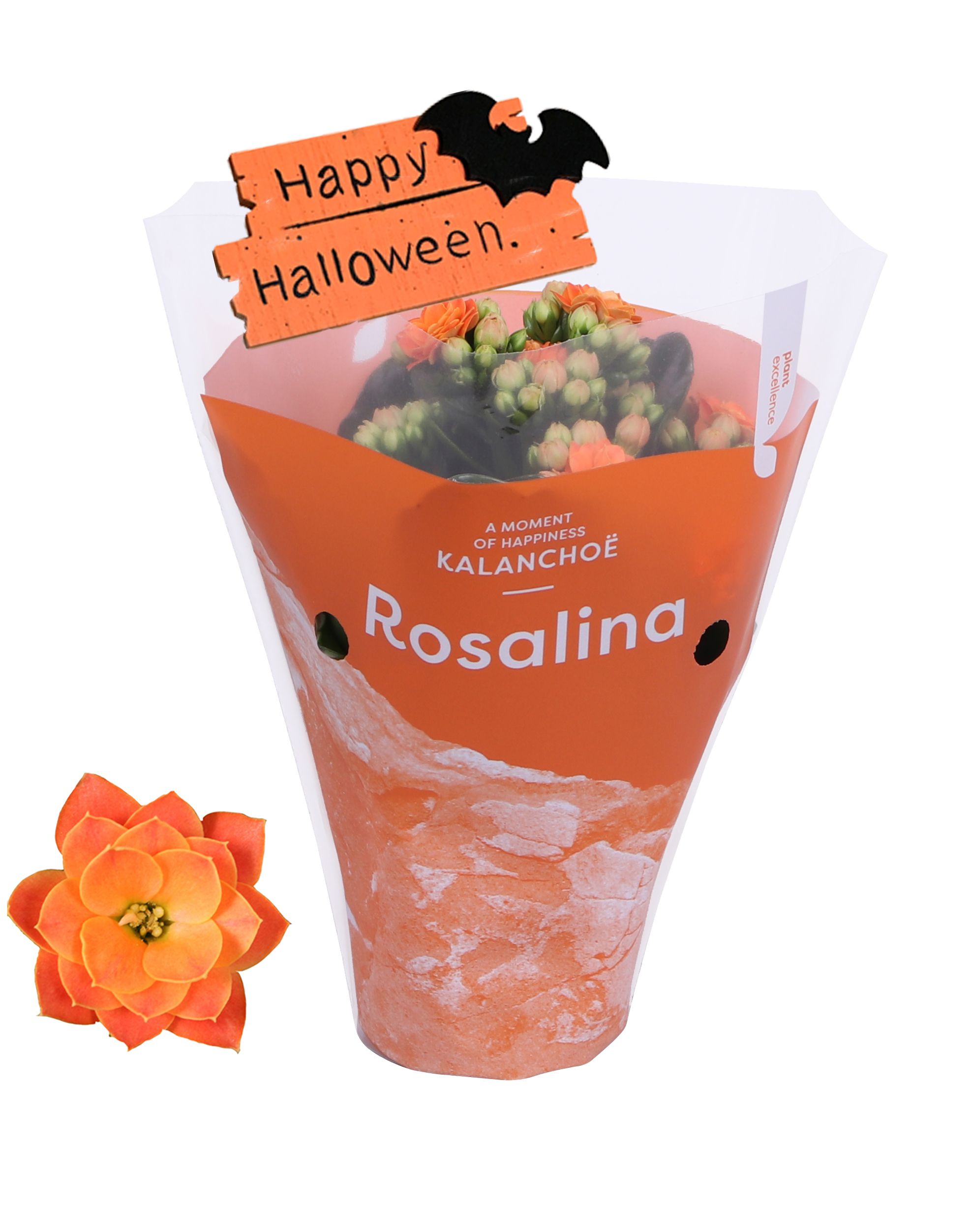 Kalanchoe Rosalina 07cm Don Pedro, TST met halloweensteker, D 7 cm Kalanchoe Rosalina 07cm Don Pedro, TST met halloweensteker, D 7 cm