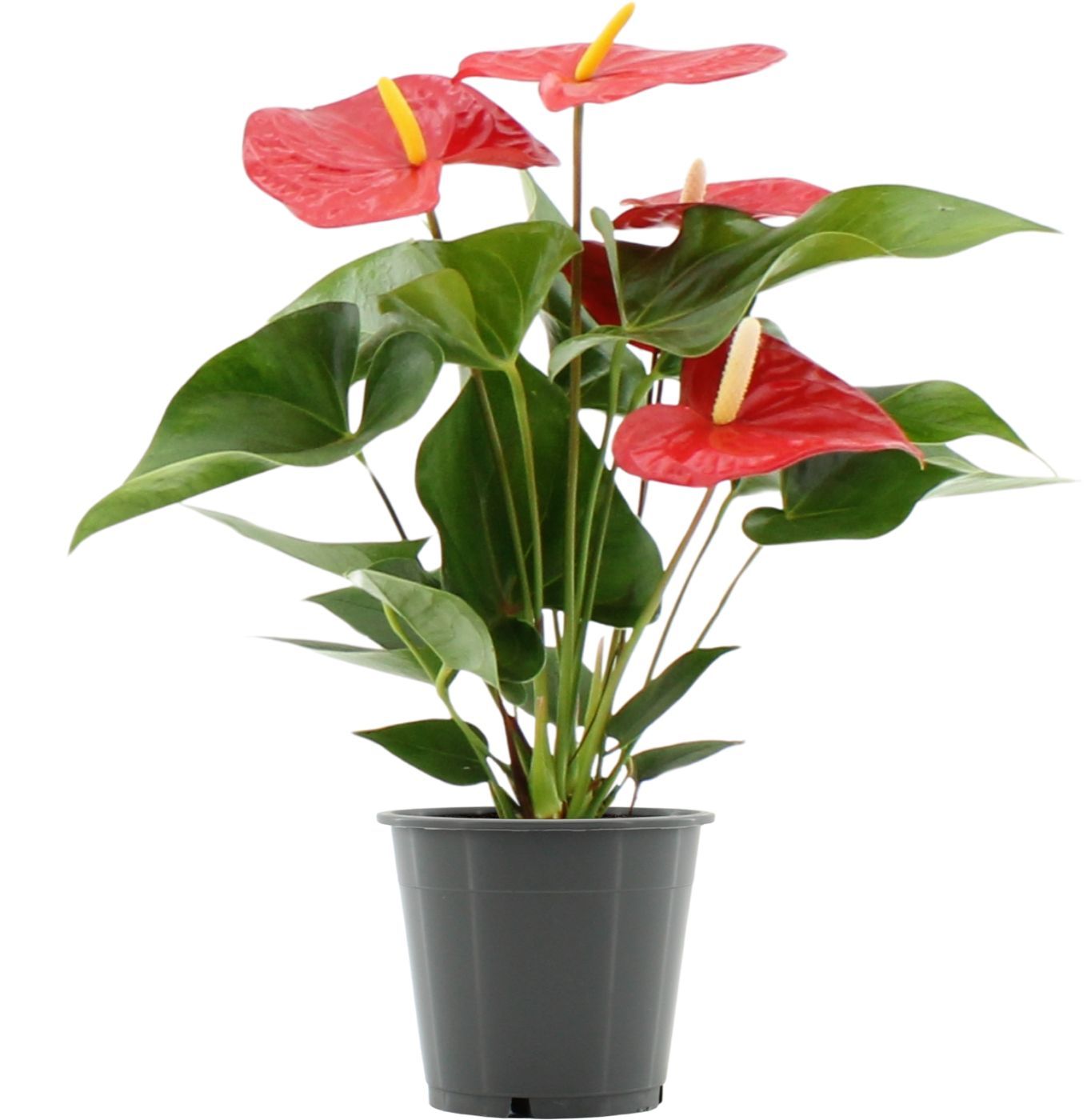 Anthurium Everio in transparant sleeve, D 12 cm