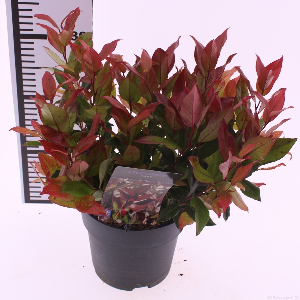 Leucothoe 'Zeblid', D 17 cm Leucothoe 'Zeblid', D 17 cm