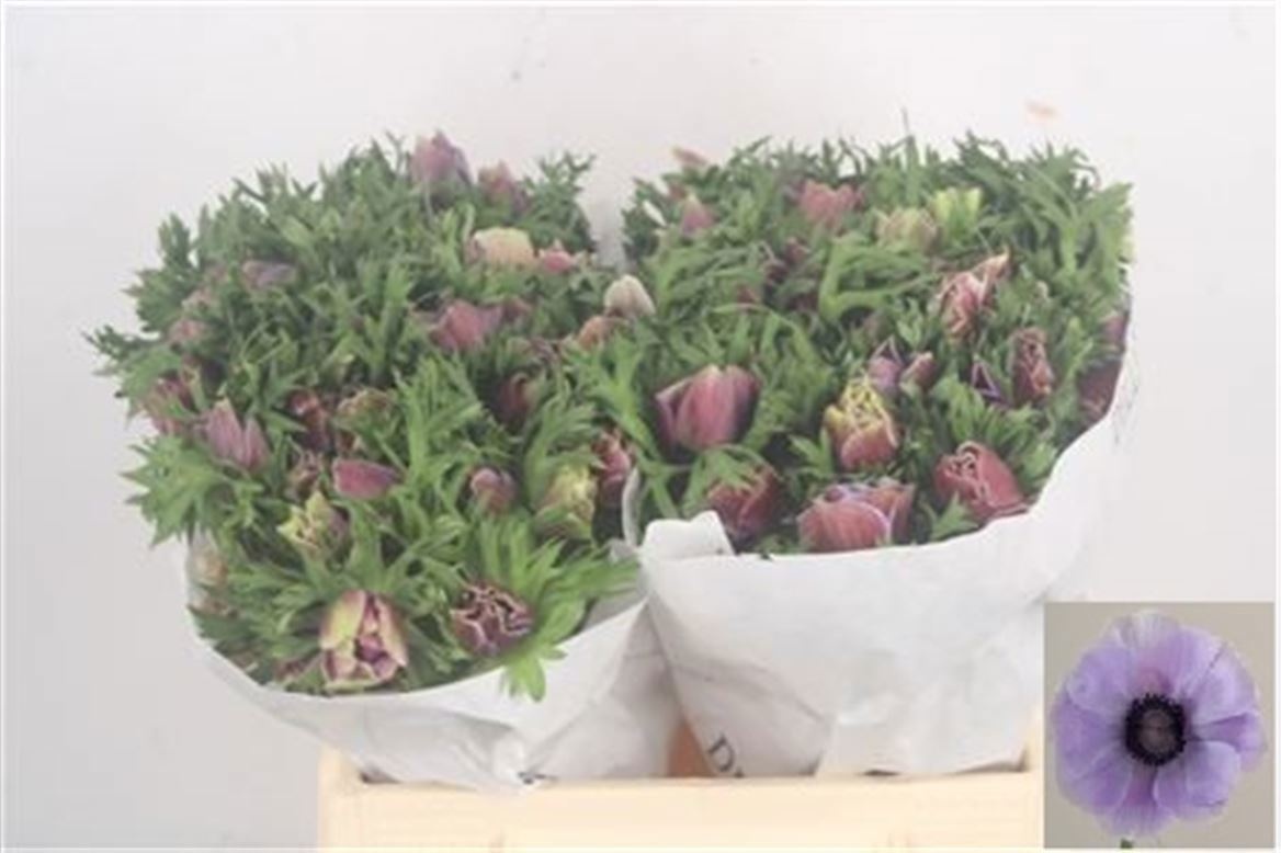 Анемон Мистраль + Рарити 40 (лаванд.), шт.