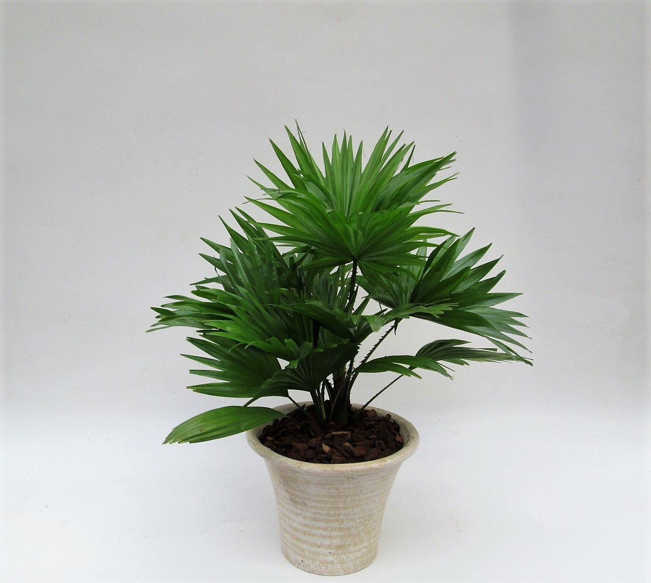 Livistona rotundifolia hosta small met schors, D 19