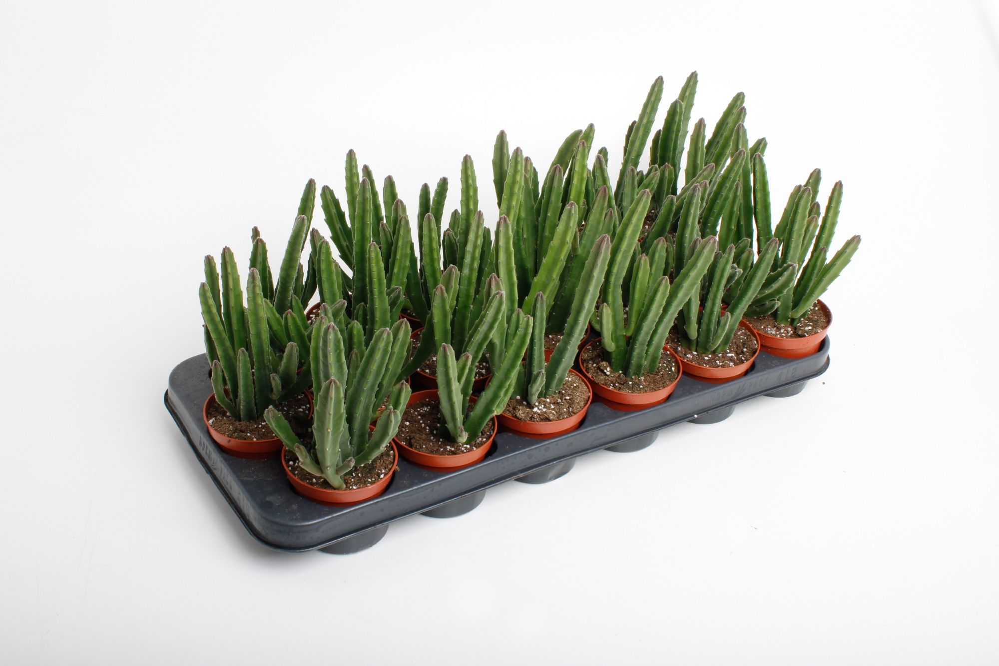 Stapelia Leendertzia, D 8,5 cm