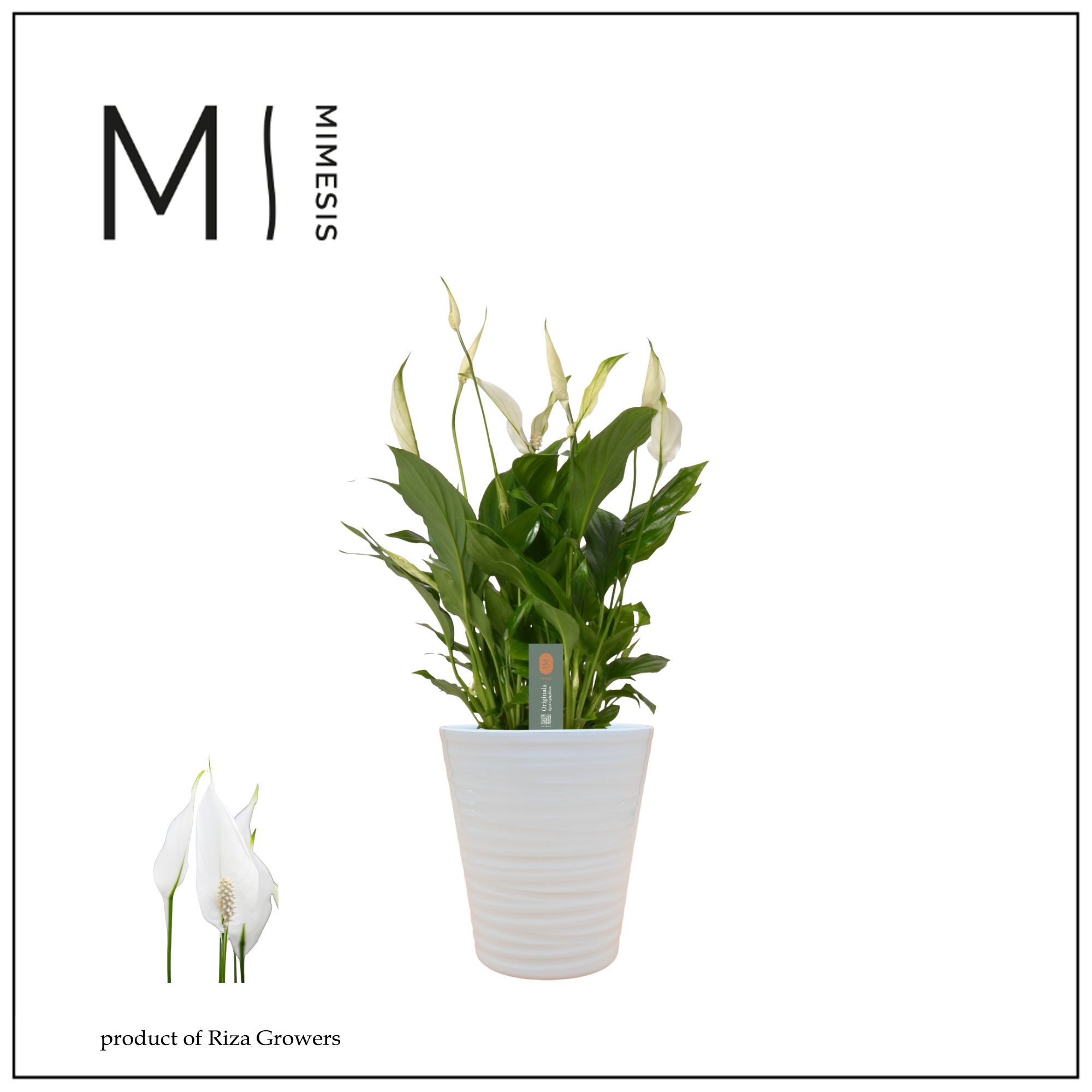 Mimesis Spathiphyllum Bellini - 13 cm in Wave keramiek - Basic, D 13