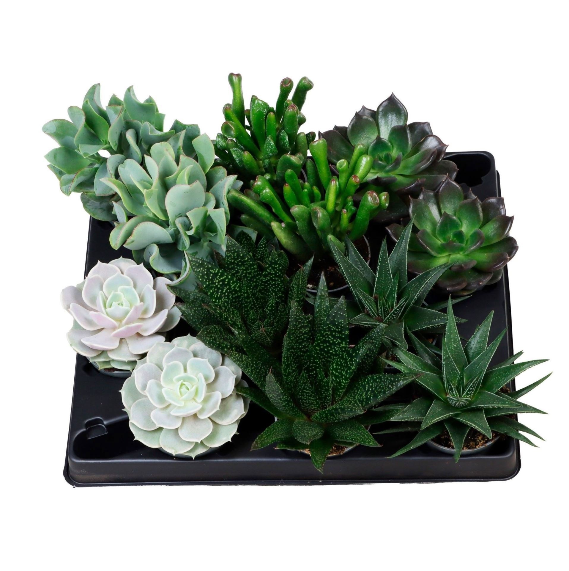 Succulent Mix 6 varieties, D 6