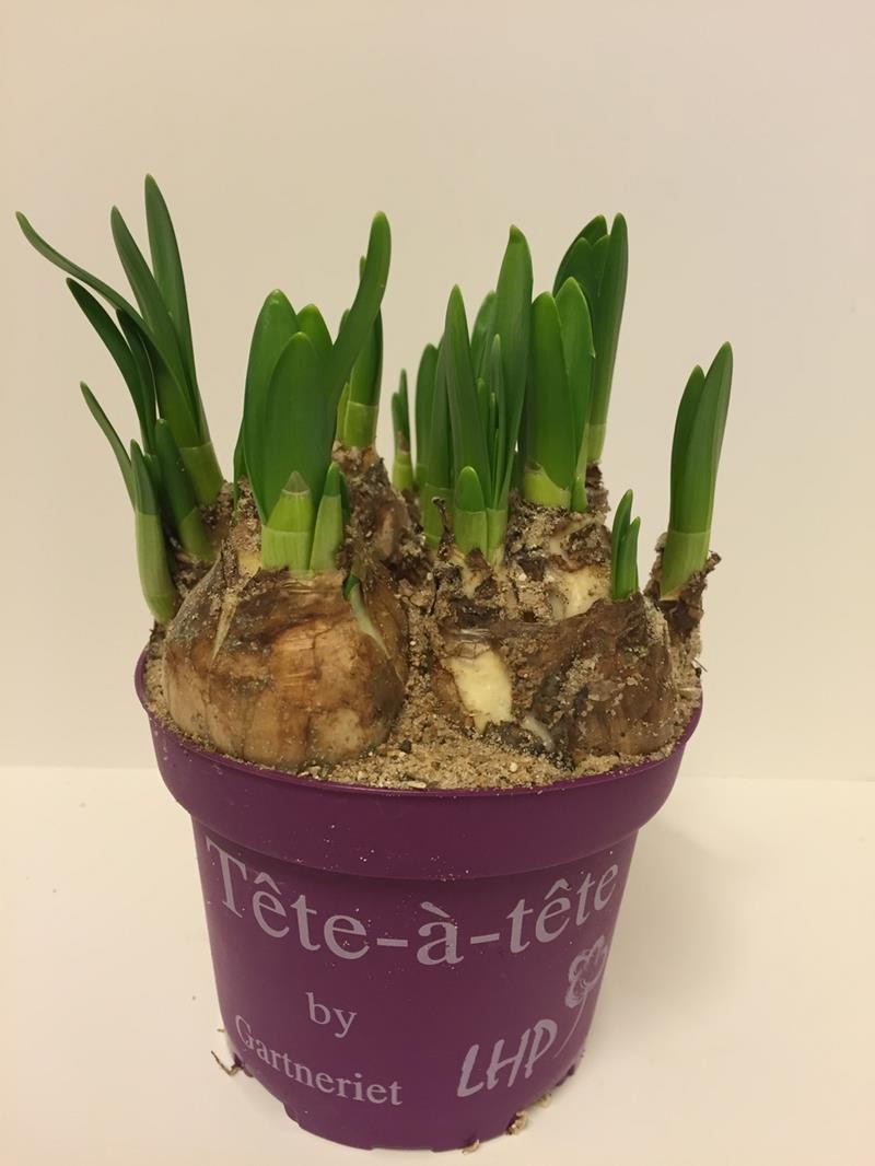NARCISSUS CYCLAMINEUS 'TETE-A-TETE', D 11