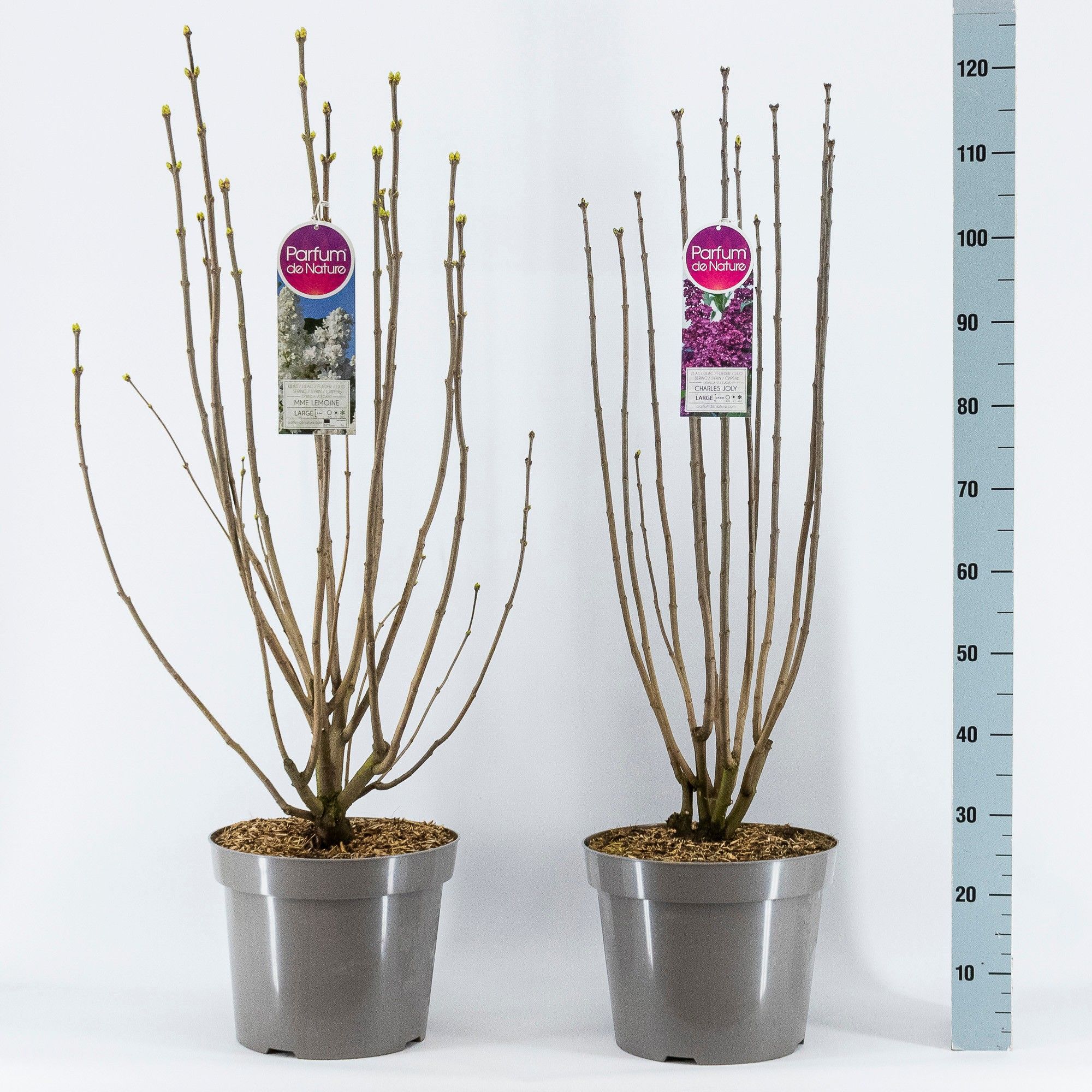 Syringa Vulgaris 3-jarig, C15 Solitair mix, D 32