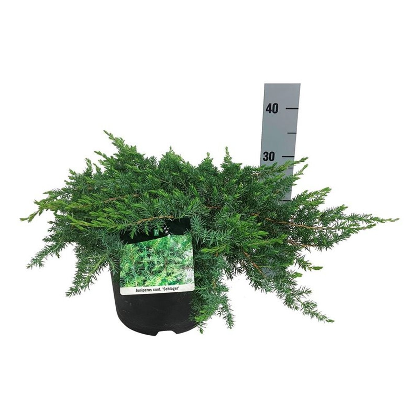 Juniperus conferta 'Schlager', D 24