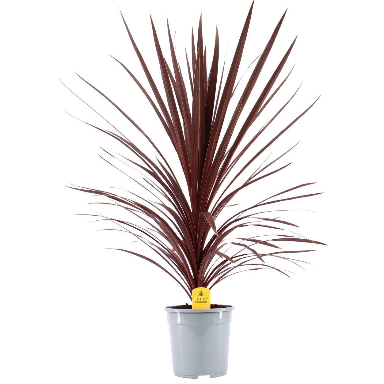 Cordyline Australis Red Star - 24cm, D 24