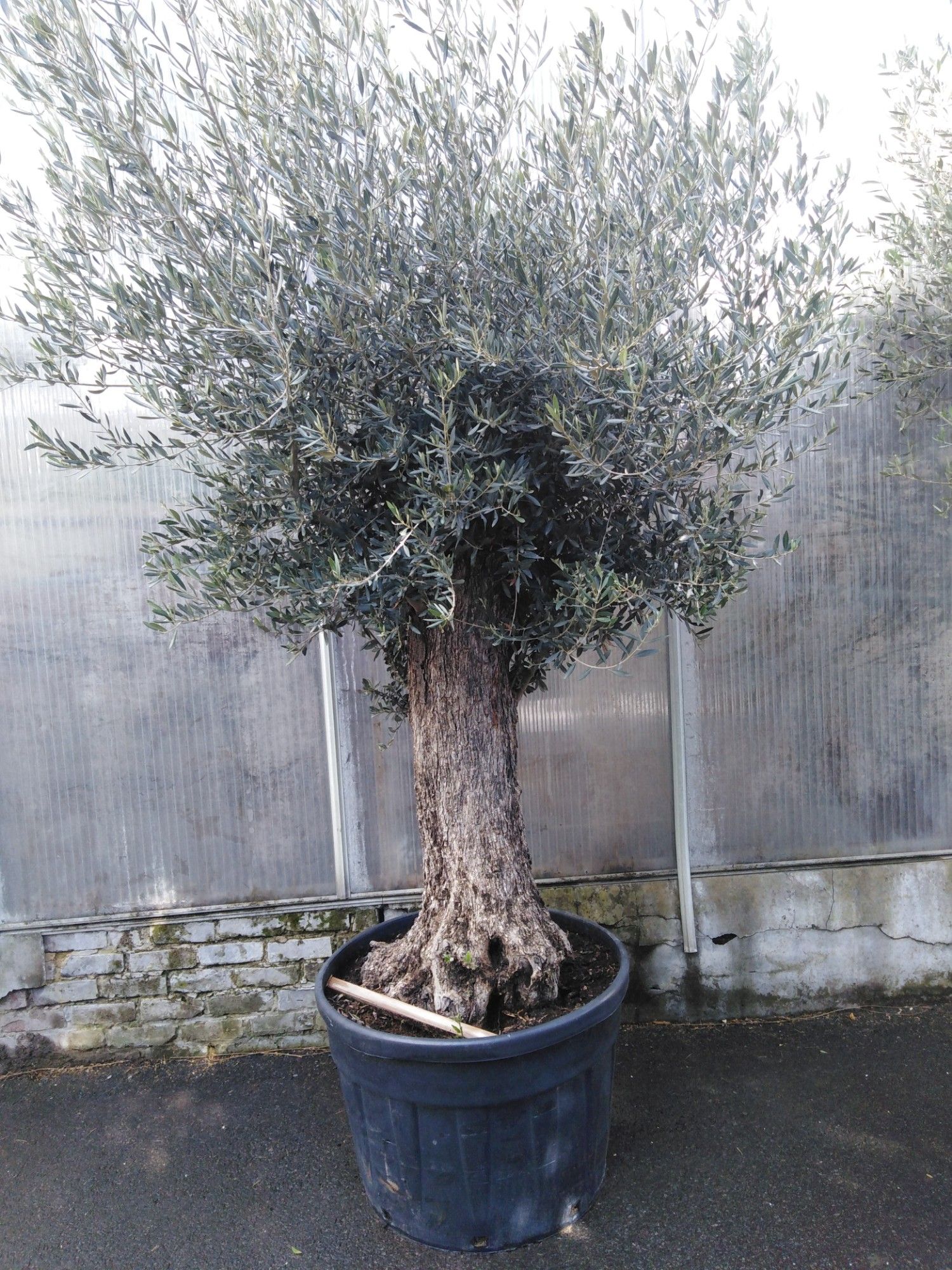 olea europaea, D 55