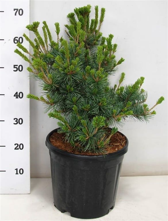 Pinus parv. 'Negishi', D 32