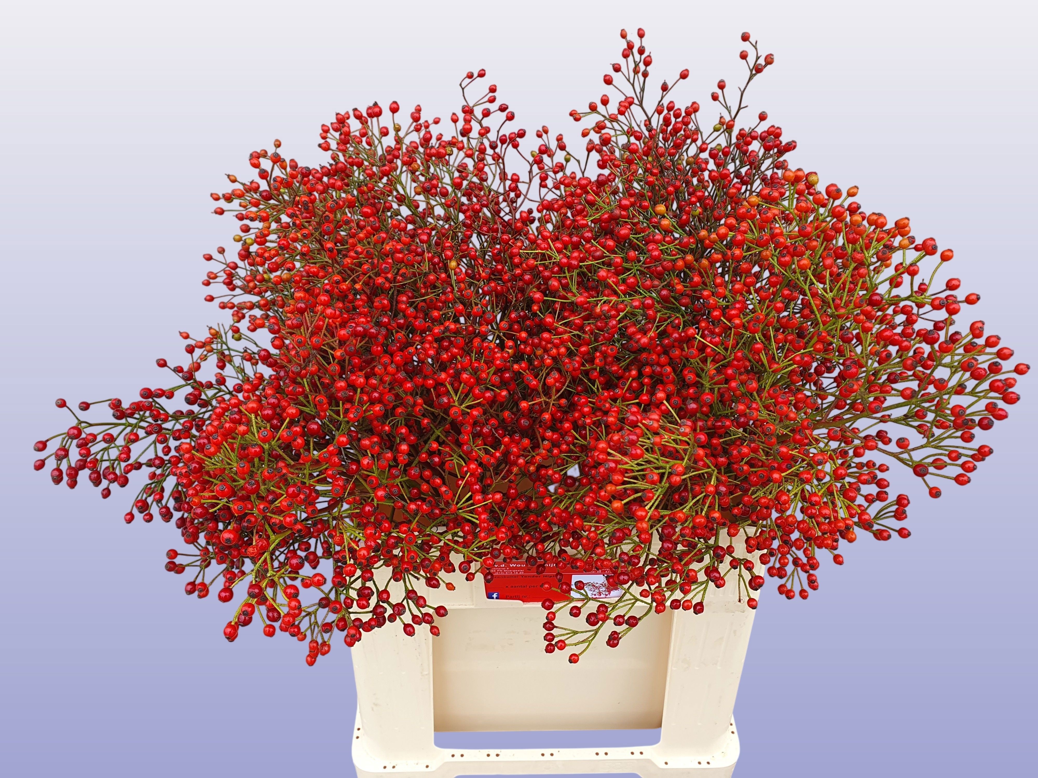 Рузботель Отем Сплендор 60, шт. Рузботель Отем Сплендор 60, шт.