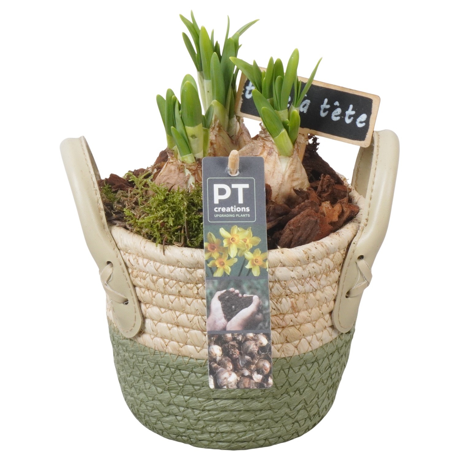 PTN8621 Arrangement Narcissus in rieten mand, D 14