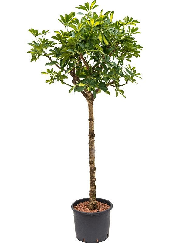 Schefflera arboricola 'Gold Capella', D 28