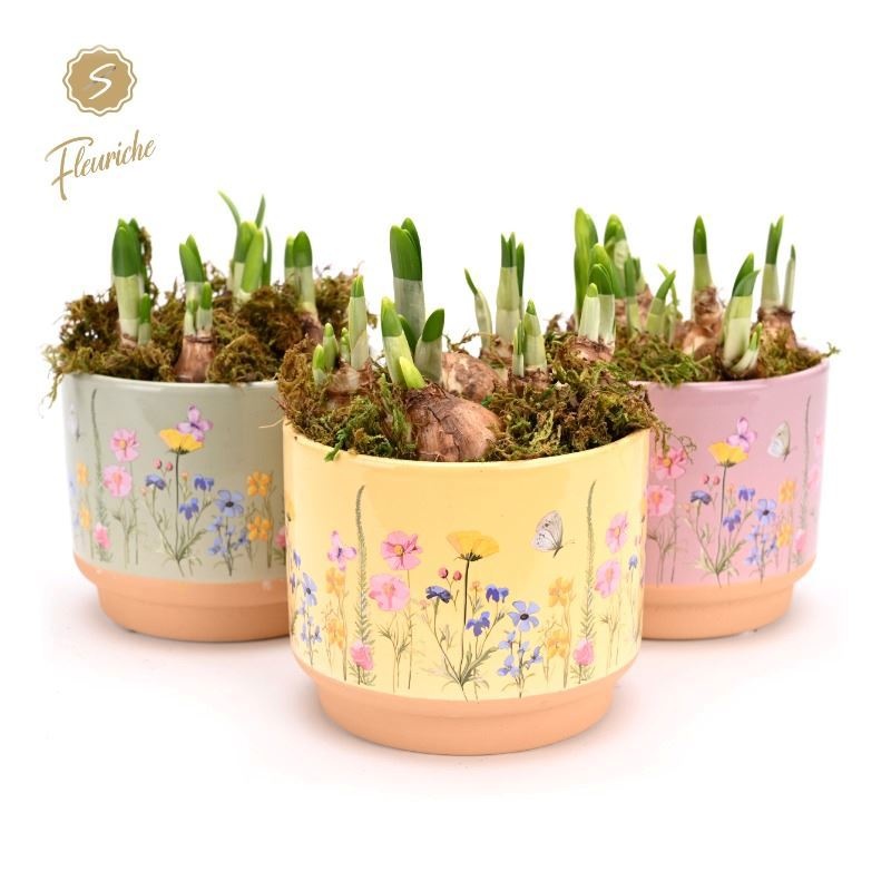 (3640) Narcissus Blooming Print [L] 3PP Mos, D 15 cm