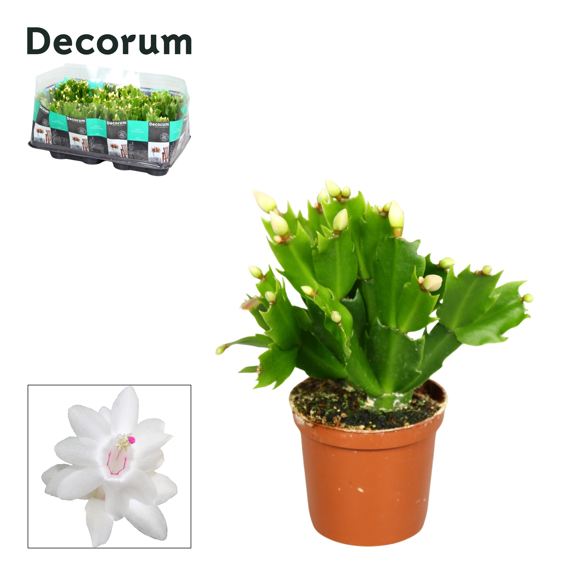 Schlumbergera - 7 cm - White (Malissa) - Decorum, D 7