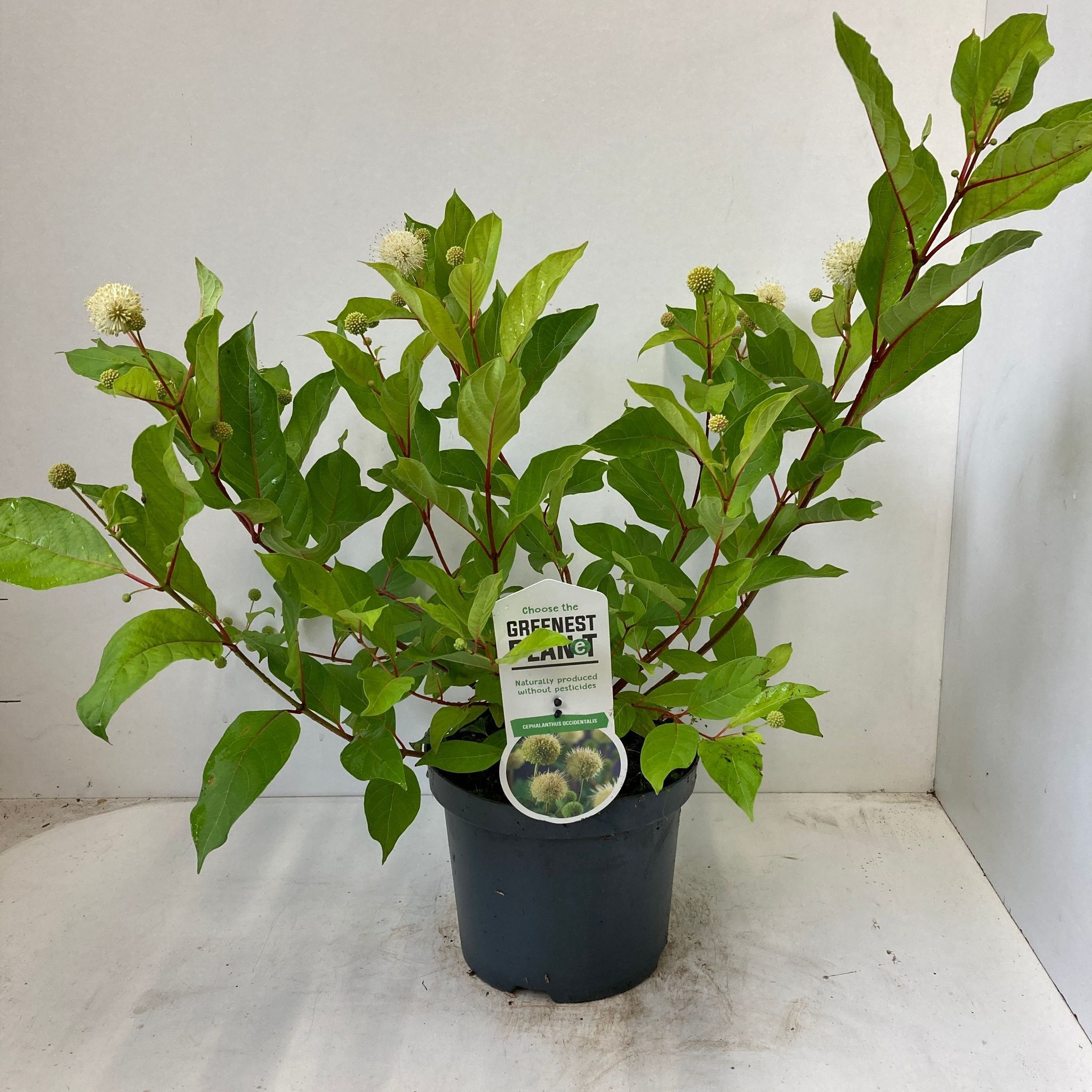 Cephalanthus occidentalis, D 19 cm Cephalanthus occidentalis, D 19 cm