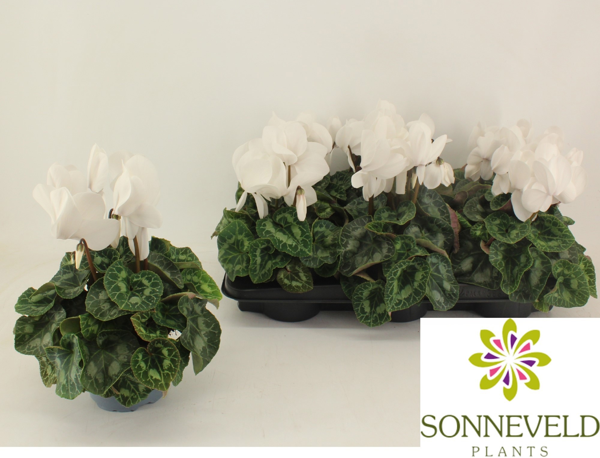Cyclamen Halios Wit, D 13 cm