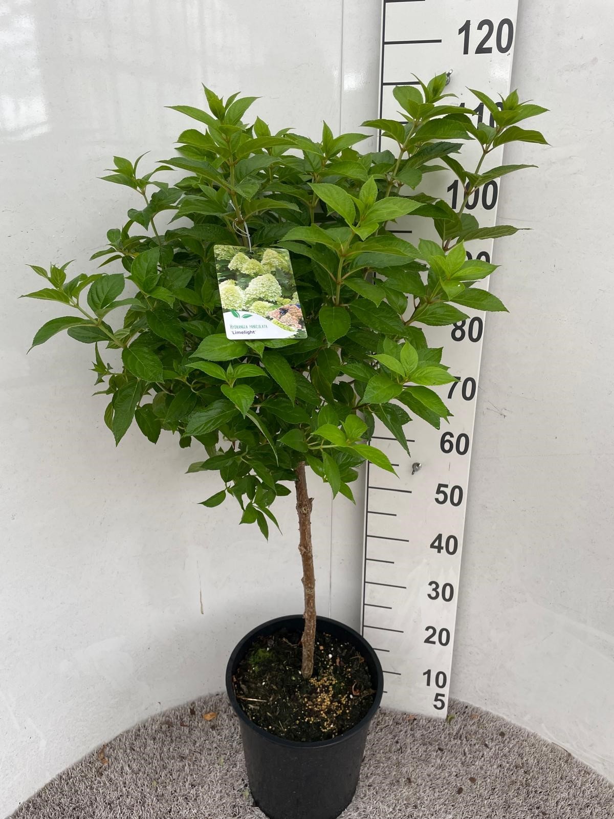 Hydrangea pan. Limelight 50 stam P28, D 28 cm