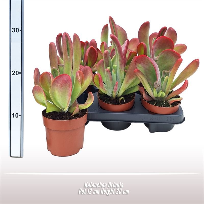 Kalanchoe Oricula, D 12