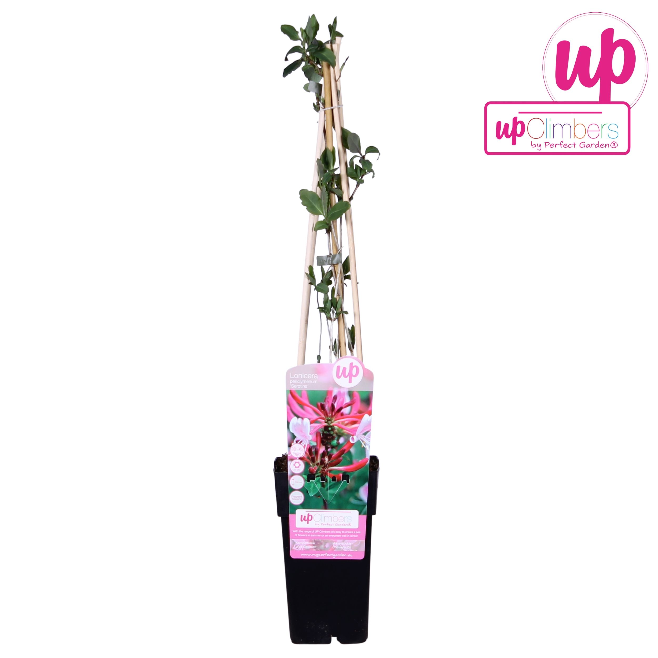 Lonicera periclymenum Serotina P15, D 15