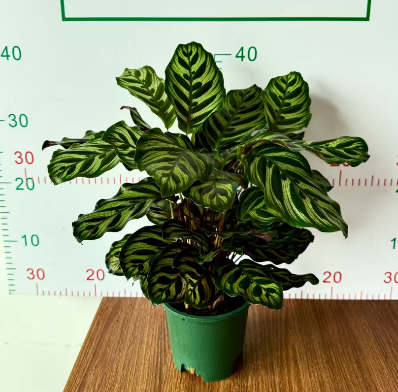 Калатея Галлон Базин Пикок 14 40