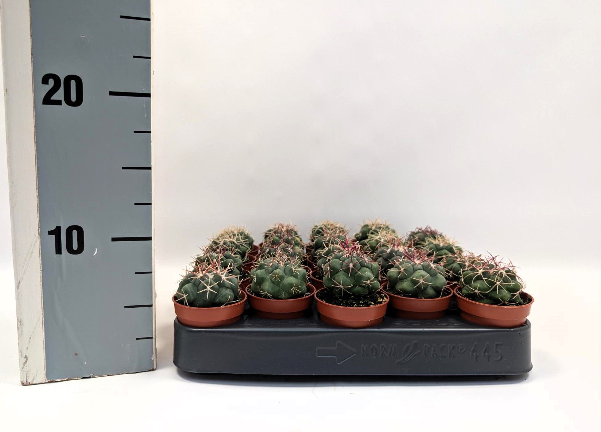 Thelocactus hexaedrophorus 5,5 cm, D 5,5