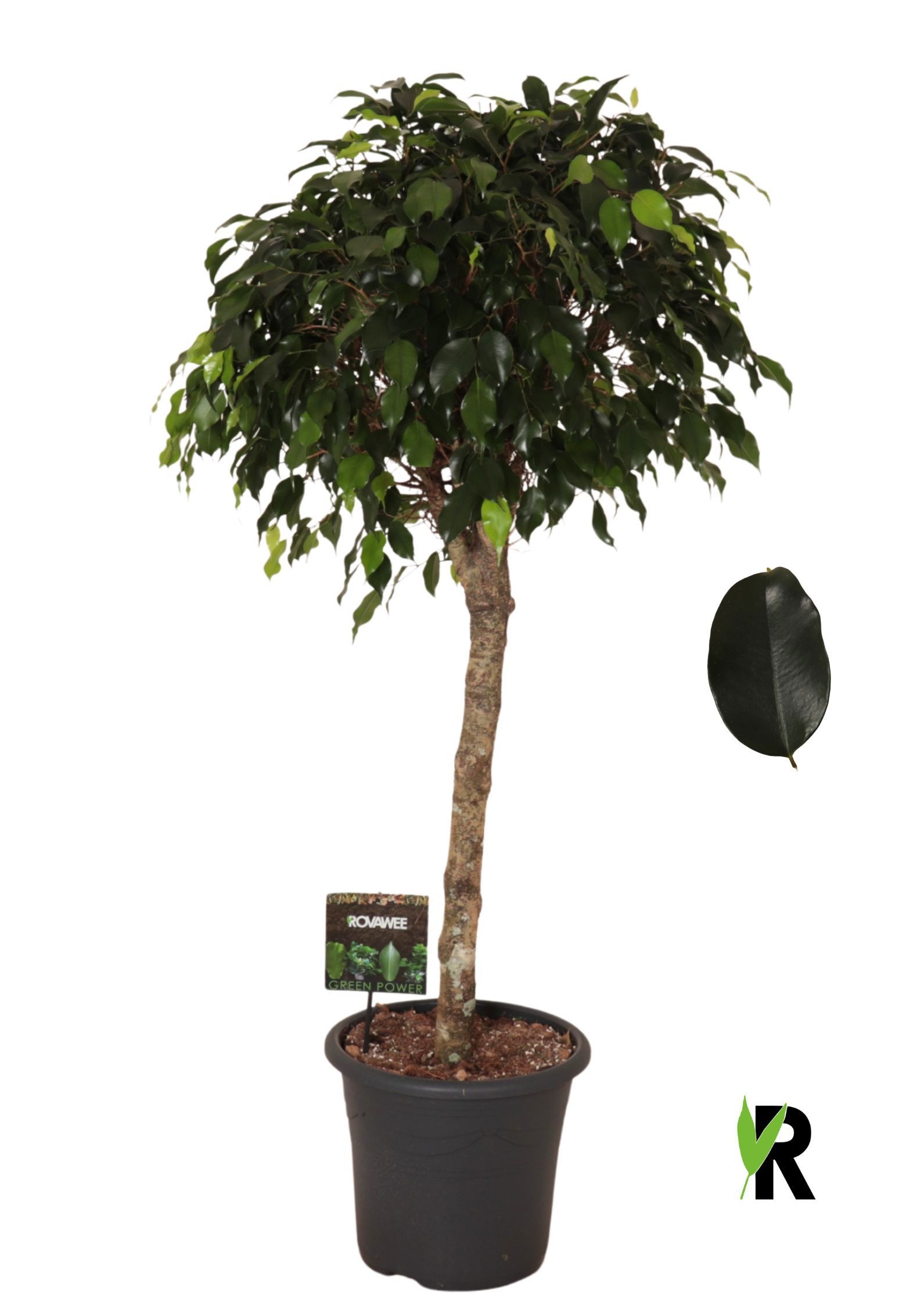 Ficus benj. Danielle op stam, D 32