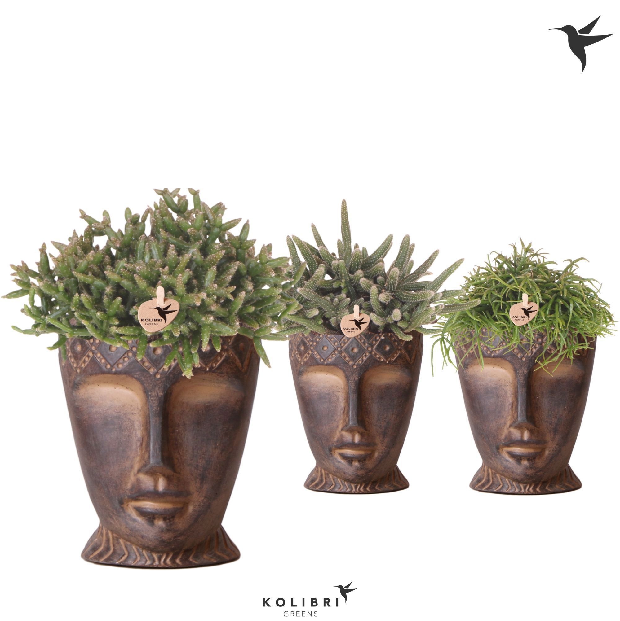 Kolibri Greens Rhipsalis mix in Totem Mask pot, D 12