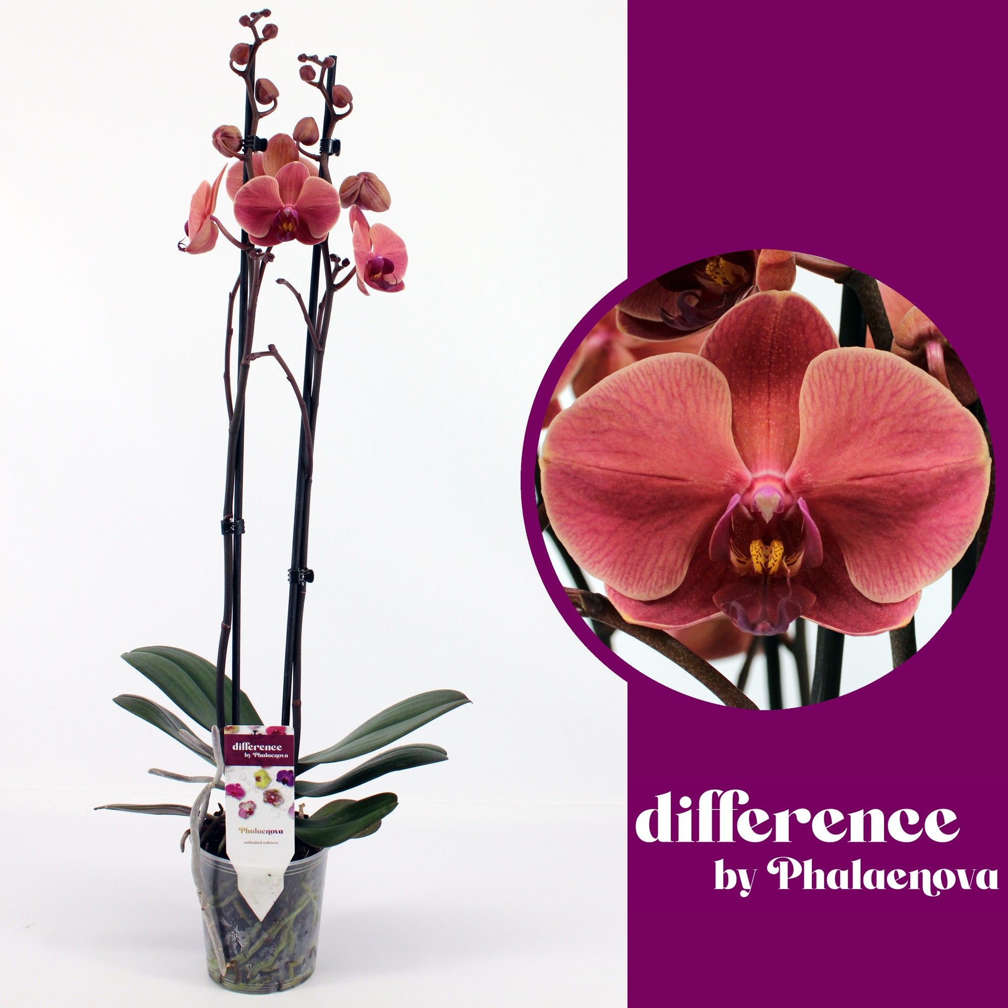 October Forest 2-tak 60cm (GROEN), D 12