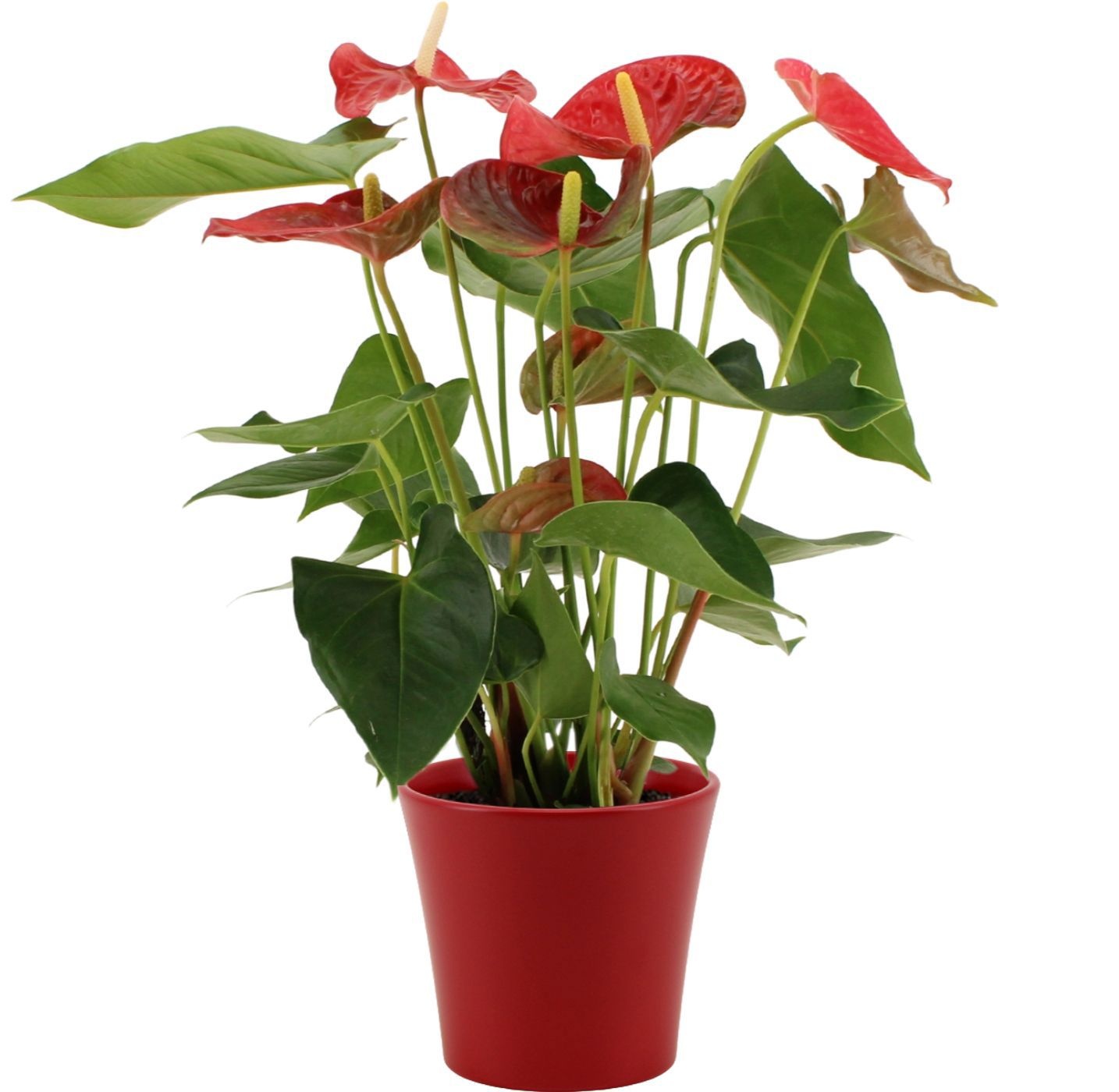 Anthurium 14 cm Casparo in Boston ceramics, D 14