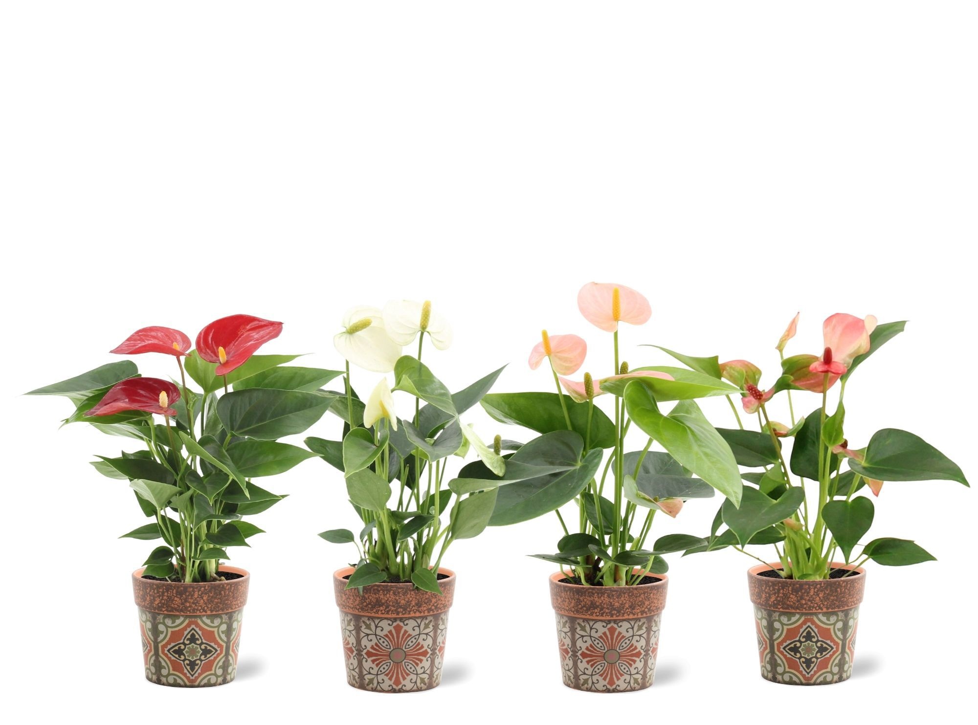 Anthurium 7 cm 4 color mix in Jakarta ceramics, D 7