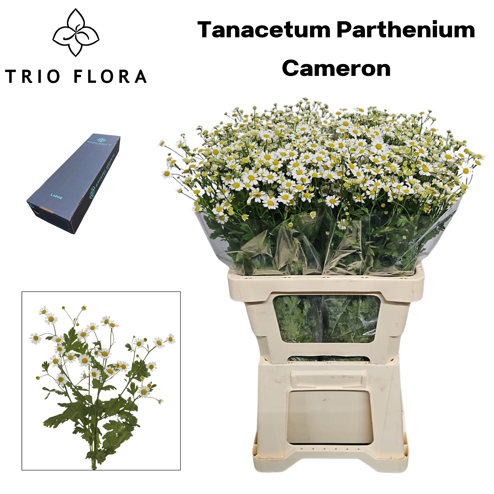 Танацетум Камерон 60 (бел.), шт.