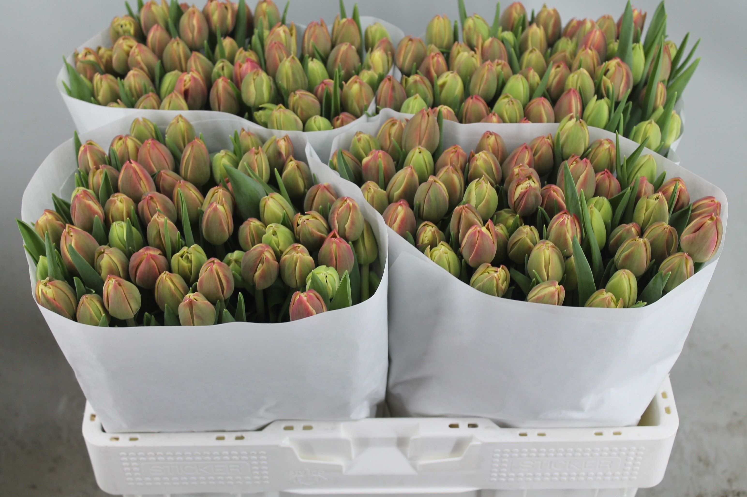 Тюльпан дв. Коламбус, шт. Тюльпан дв. Коламбус, шт.