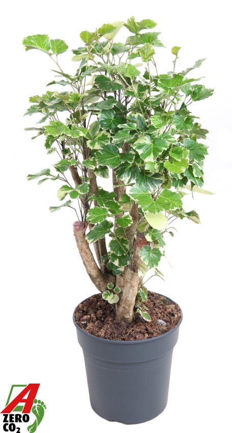 Polyscias Balfouriana vertakt P24, D 24