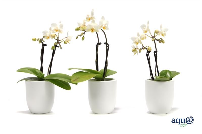 Hugo p06 white Phal Tiny Dolls white 2T12+ Aqu@, D 6