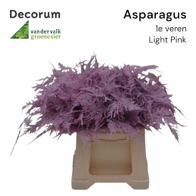 Аспарагус Овериг Крашеный (краш. ) 45, шт.