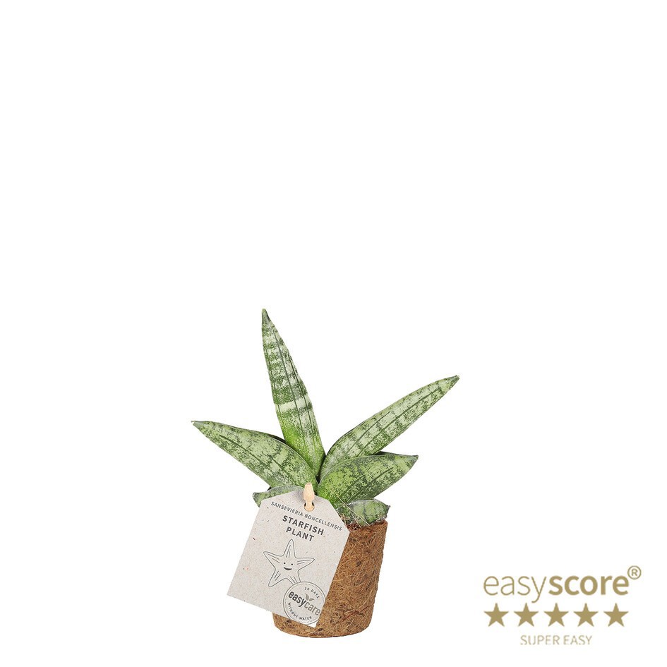 SANSEVIERIA BONCELLENSIS 20630000, D 6 cm SANSEVIERIA BONCELLENSIS 20630000, D 6 cm